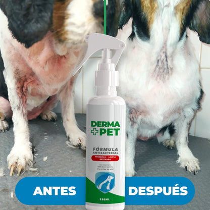 🐶🐱DermaPet™ Adiós dolor e irritación por alergias + Envío Gratis🎁